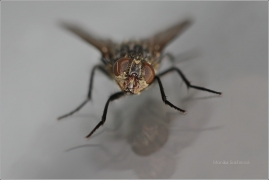 <p>MOUCHA DOMÁCÍ (Musca domestica) ---- /Housefly - Stubenfliege/</p>
